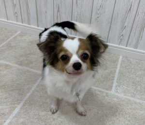 チワワ