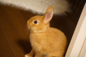 ネザーランドドワーフ
