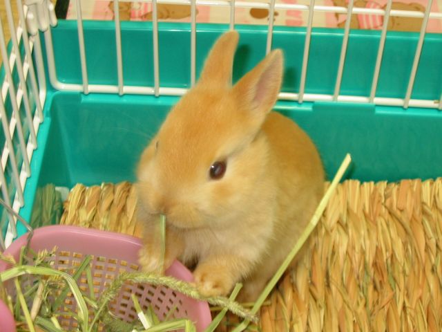 ウサギ