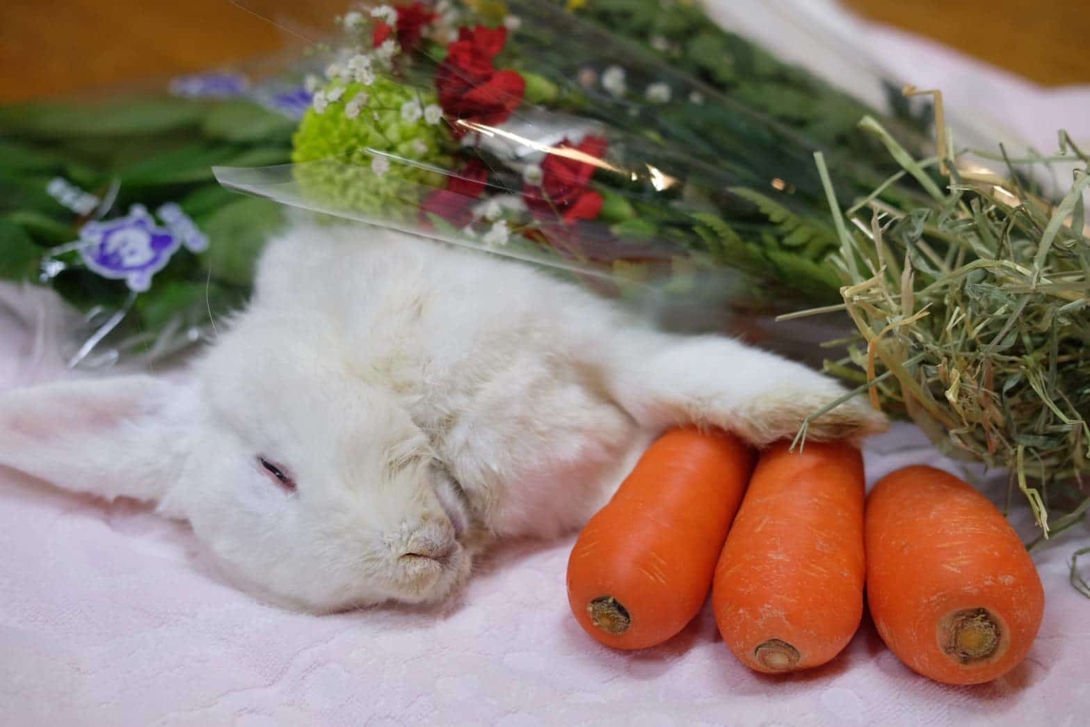 ウサギの死
