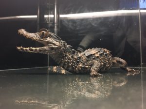 ペット火葬