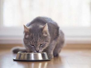 猫の餌の選び方や適応量って何だろう？