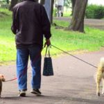 高齢犬と散歩を楽しむには？