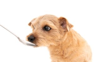 高齢犬の食事介護について