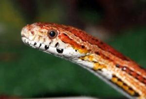 ヘビを飼いたい！初心者におすすめのヘビって？