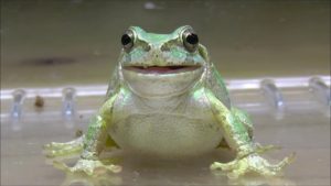 カエルを飼いたい！おすすめのカエルについて