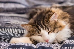 ペットの調子が悪い・・そんなとき確認したいクリニックについて