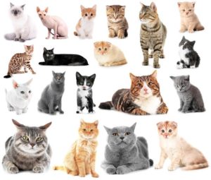 一人暮らしでも飼いやすい猫について