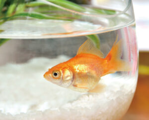 ペットの飼育方法を学ぼう！〜金魚編〜