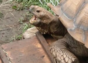 ペット火葬