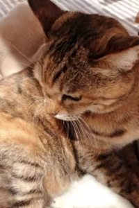 ペット火葬
