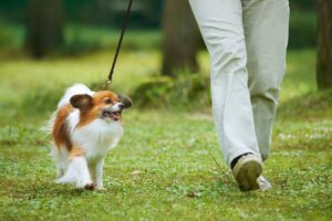 ペット火葬・ご葬儀はペットセレモニーおおくら ペット火葬
