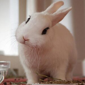 ペット火葬・ご葬儀はペットセレモニーおおくら ペット火葬