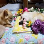 愛するペットの生きた証…どう残す？