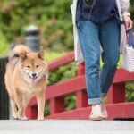 ペットが亡くなった時…慌てずに行いたい事とは？
