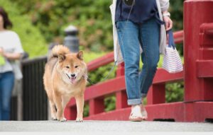 ペットが亡くなった時…慌てずに行いたい事とは？