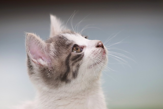 ウサギ・猫・チワワ・マルチーズ・ポメラニアン・フェレット・モルモット