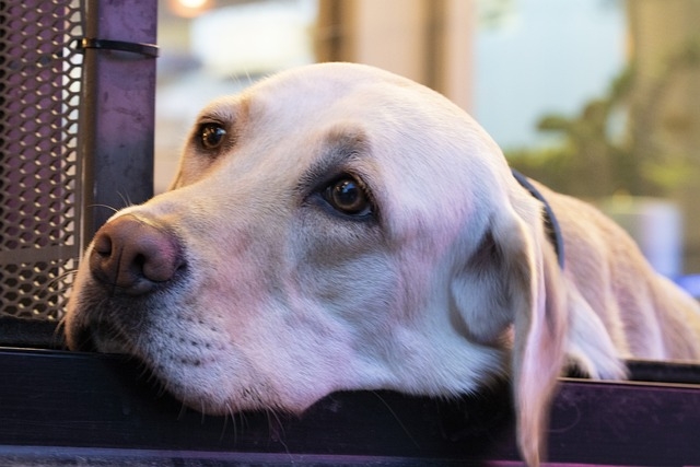 ロットワイラー・セントバーナード・ドーベルマン・レトリーバー・秋田犬・ハスキー・コリー・ダルメシアン・ブルドッグ