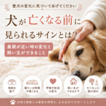 犬が亡くなる前に見られるサインとは？最期が近い時の変化と飼い主ができること